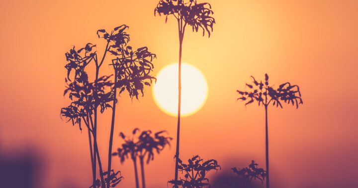 silhouette of plants during golden hour